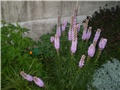 liastris